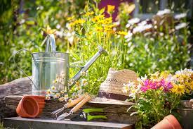 5 Essential Summer Gardening Tips