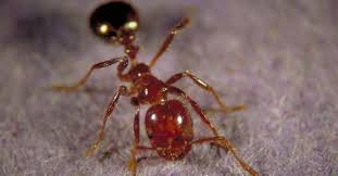 texas imported fire ant research and