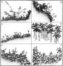 Parkia (Leguminosae: Mimosoideae)