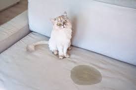 how to get cat urine smell stains out