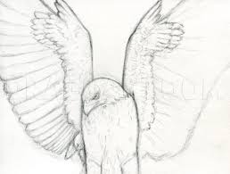 draw a realistic hawk harris hawk