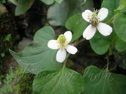 houttuynia cordata chameleon plant