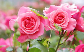 wallpapers pink roses background