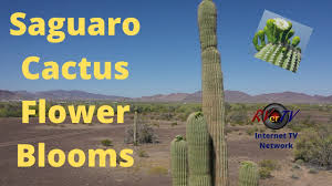 The best blue/green property we've visited of cibola vista. Saguaro Cactus Flower Blooms Quartzsite Arizona April 2020 Youtube