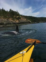 Stay for two days to enjoy the full breadth of island. Our Orca Whales San Juan Kayak Expeditions