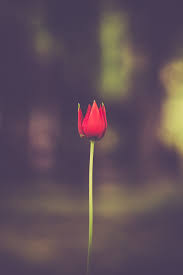 red flower tulip iphone wallpaper