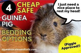 4 safe guinea pig bedding