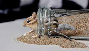 How To Catch A Chipmunk In Your House