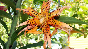 lily species for your garden
