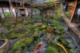 japanese garden rock fish koi
