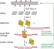 What is the difference between antisense and RNAi?