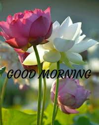 Fresh flowers for a fresh new day wish you a very good morning. Pin On Good Morning Flowers