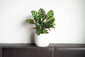 Our Top 7 Indoor Plants For Low Light