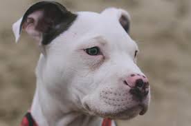 Pit bulls people often ask what the difference is between the american staffordshire terrier and a pit bull. Pit Bull Breeds And Types With Pictures