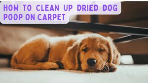clean up dried dog on carpet