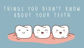 Image result for facts about teeth