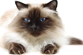 Siamese and balinese breeder for over 25 years. Squeaky Clean Grooming Squeaky Clean Grooming Mobile Grooming Orlando Cat Services