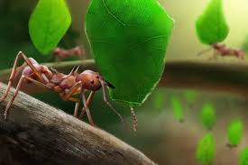 how to get rid of leafcutter ants the