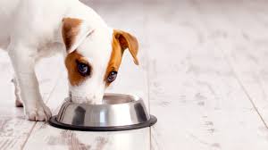 dog food recalls 2022 2023 is your