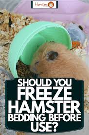 Should You Freeze Hamster Bedding