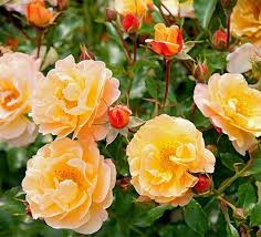 rose flower carpet amber
