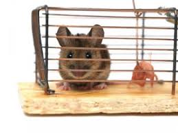 Image result for mouse trapped