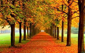 1000 best autumn mac wallpapers free