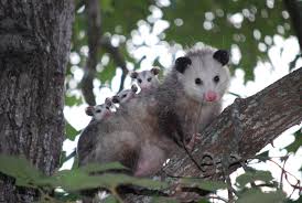 Opossum Operation Wildlife