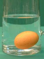 science on the shelves eggsperiments