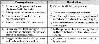 Differnce Between Photosynthesis And