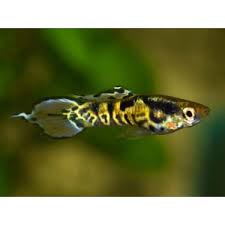 Strain developed and introduce to the hobby by adrianhd from wild collected stocks. Yellow Tiger Endler Male Poecilia Wingei