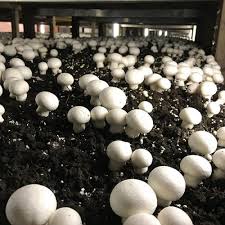 How To Grow Mushrooms In India India