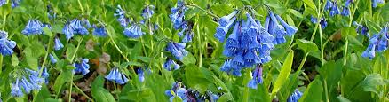 New and used items, cars, real estate, jobs, services, vacation rentals and more virtually i have different perennial blooming flowers for sale. Woodland Wildflowers Perennial Woodland Plants American Meadows
