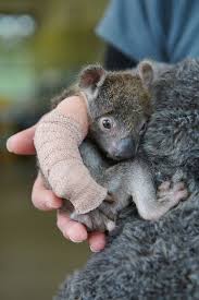 Rescue Baby Koala Given The Cutest Little Arm Cast After