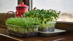 how to grow cress expert tips for