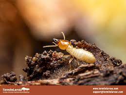 what are termites a case study 4