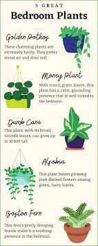 Air Purifying Bedroom Plants That Can