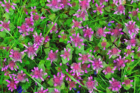 They bloom best in the summer and prefer full sun or light shade. What Are The Weeds With Purple Flowers Called Gardening Dream