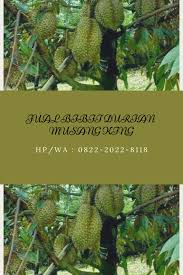 Tanaman durian memang tidak dapat di tanam di sembarang tanah, sehingga hanya di beberapa daerah anda bisa menemukan durian musang king dengan ukuran besar. Cara Tanam Durian Musang King Dalam Pasu