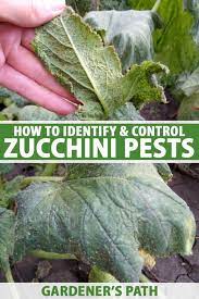 Zucchini Plant Pests