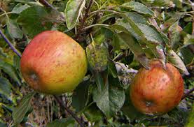 Bbc Gardening Blog Knowing Your Apples