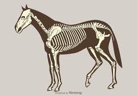 Free Vector Horse Skeleton Download Free Vectors Clipart