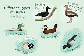12 Different Types Of Ducks With Examples