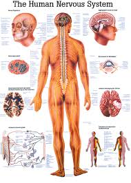 The Human Nervous System Anatomical Chart