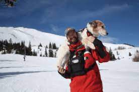 dog friendly things to do in colorado