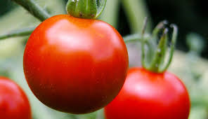 7 soil tips for better tomatoes hobby