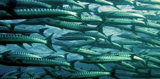 Image result for pictures about fish