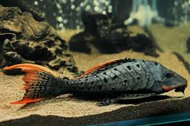 Understanding Pleco L Numbers And Complete L Number