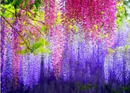 紫藤花美丽写真  Flowers花卉