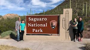 saguaro national park in tucson arizona